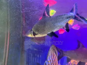 Silver Shark 8 Inches Big Size