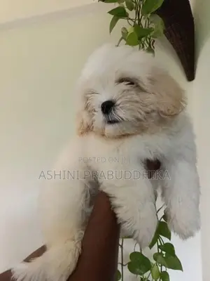 Shih Tzu Puppy