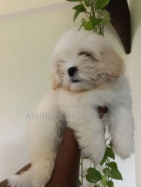 Shih Tzu Puppy