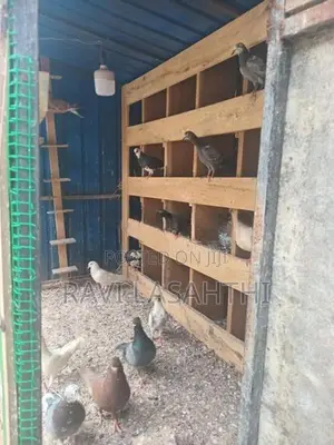 කුඩුව සමග පරවී විකිනිමට