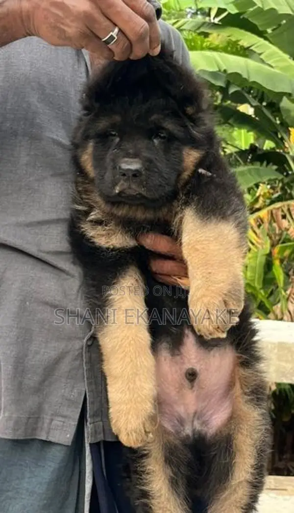 long coat German sherpd