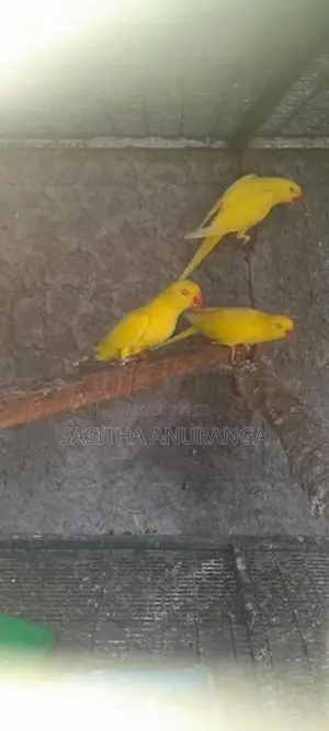 Indian Ring Neck