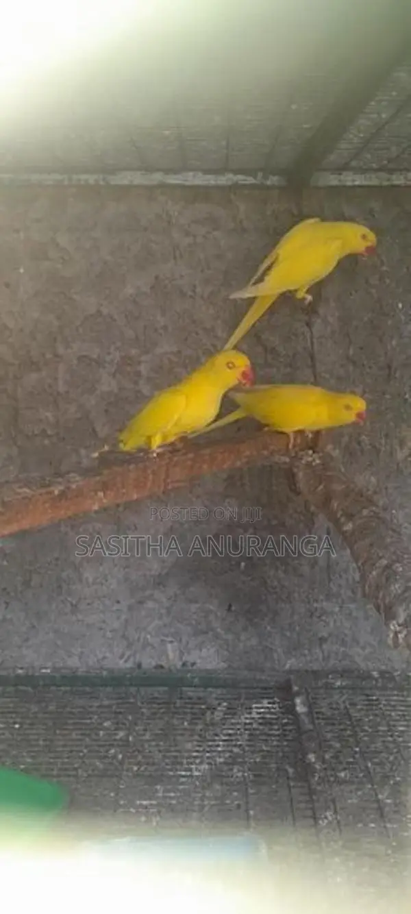 Indian Ring Neck