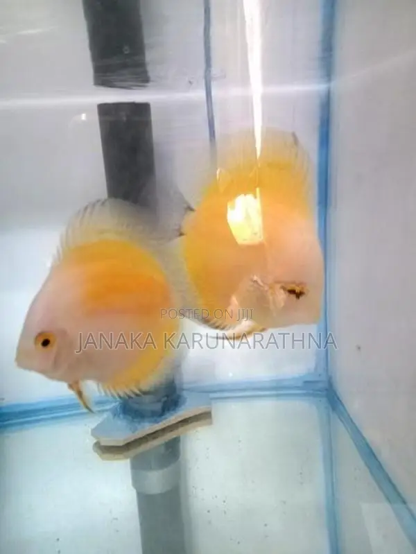 Discus Fish