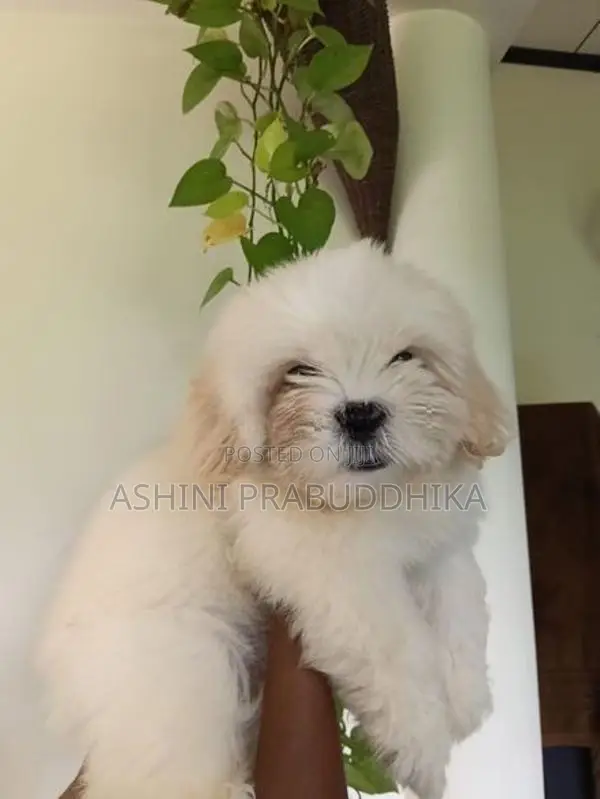 Shih Tzu Puppy