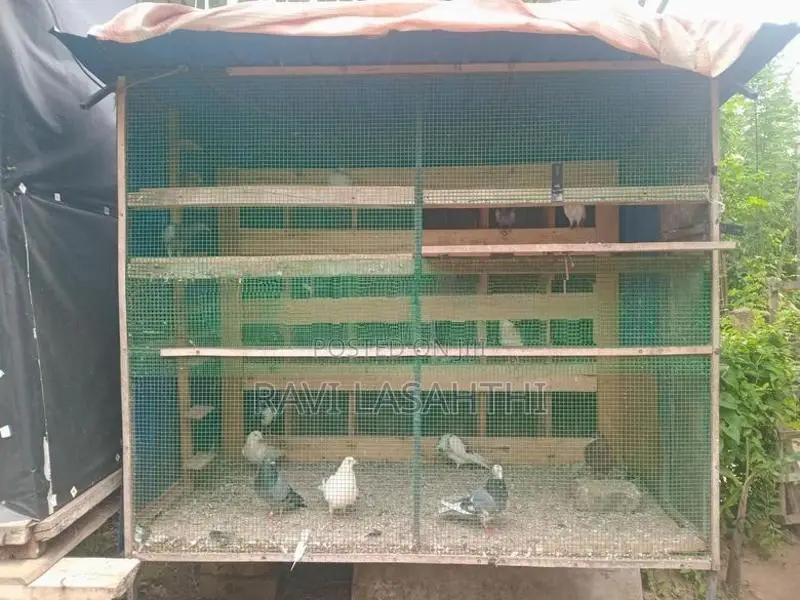 කුඩුව සමග පරවී විකිනිමට