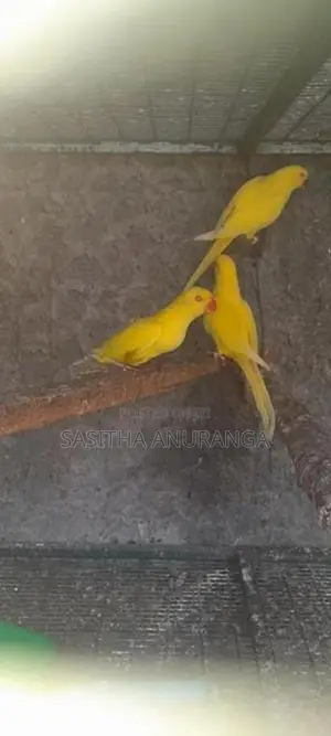 Indian Ring Neck