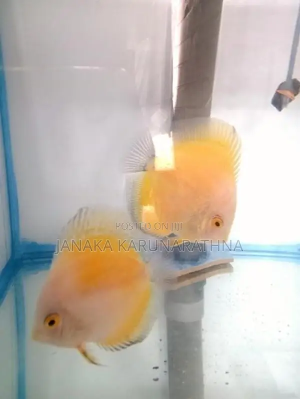 Discus Fish