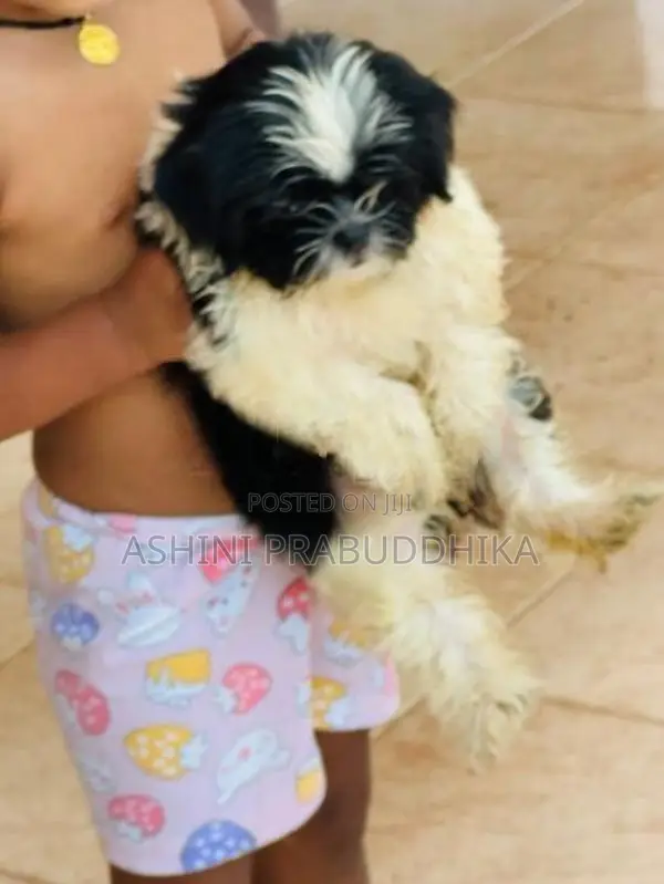 Shih Tzu Puppy