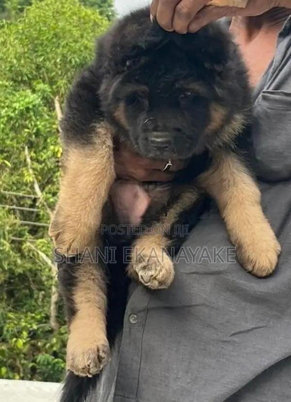 long coat German sherpd