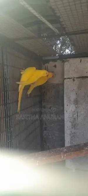 Indian Ring Neck