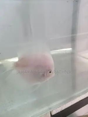 Discus Fish