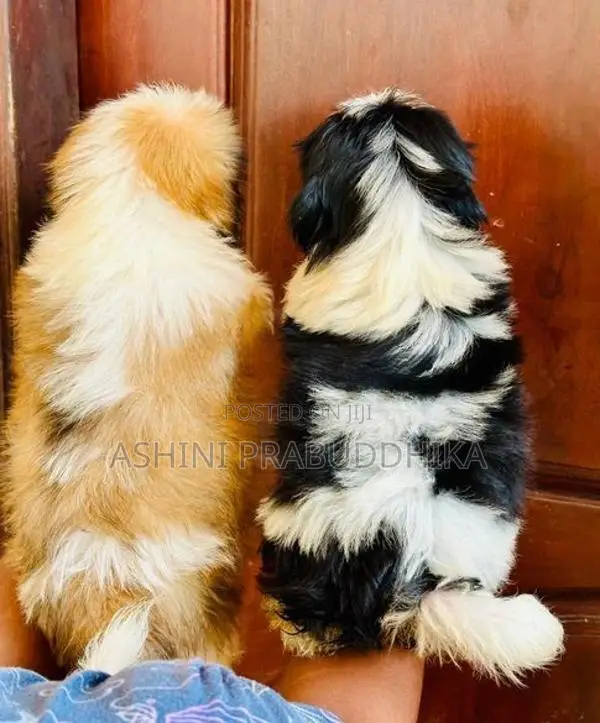 Shih Tzu Puppy