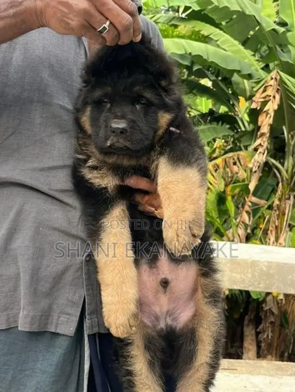 long coat German sherpd