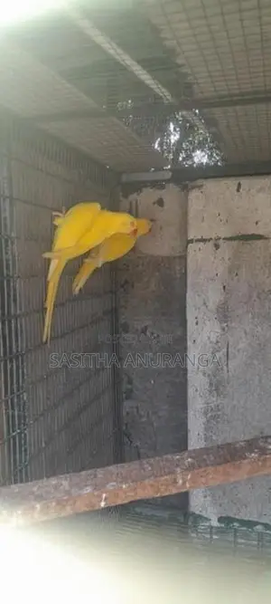 Indian Ring Neck