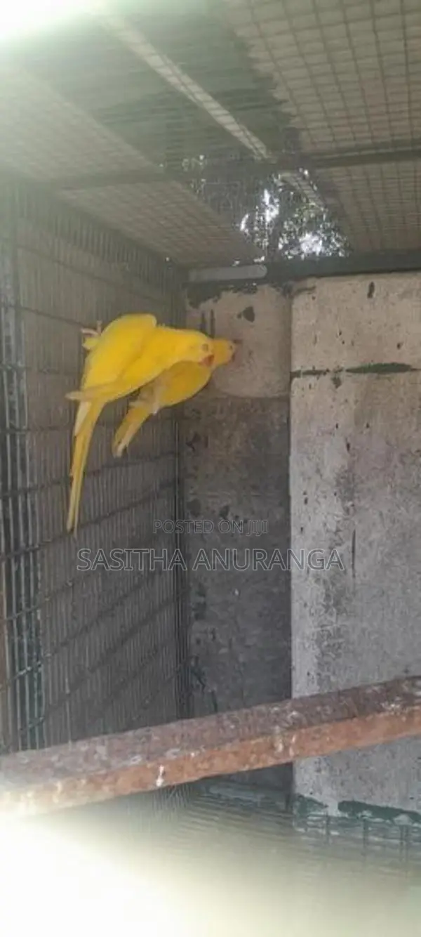 Indian Ring Neck