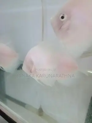 Discus Fish
