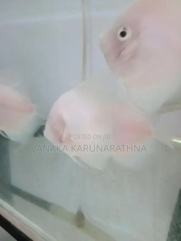 Discus Fish