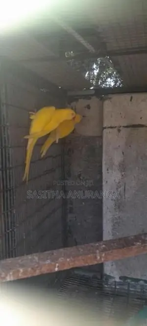 Indian Ring Neck