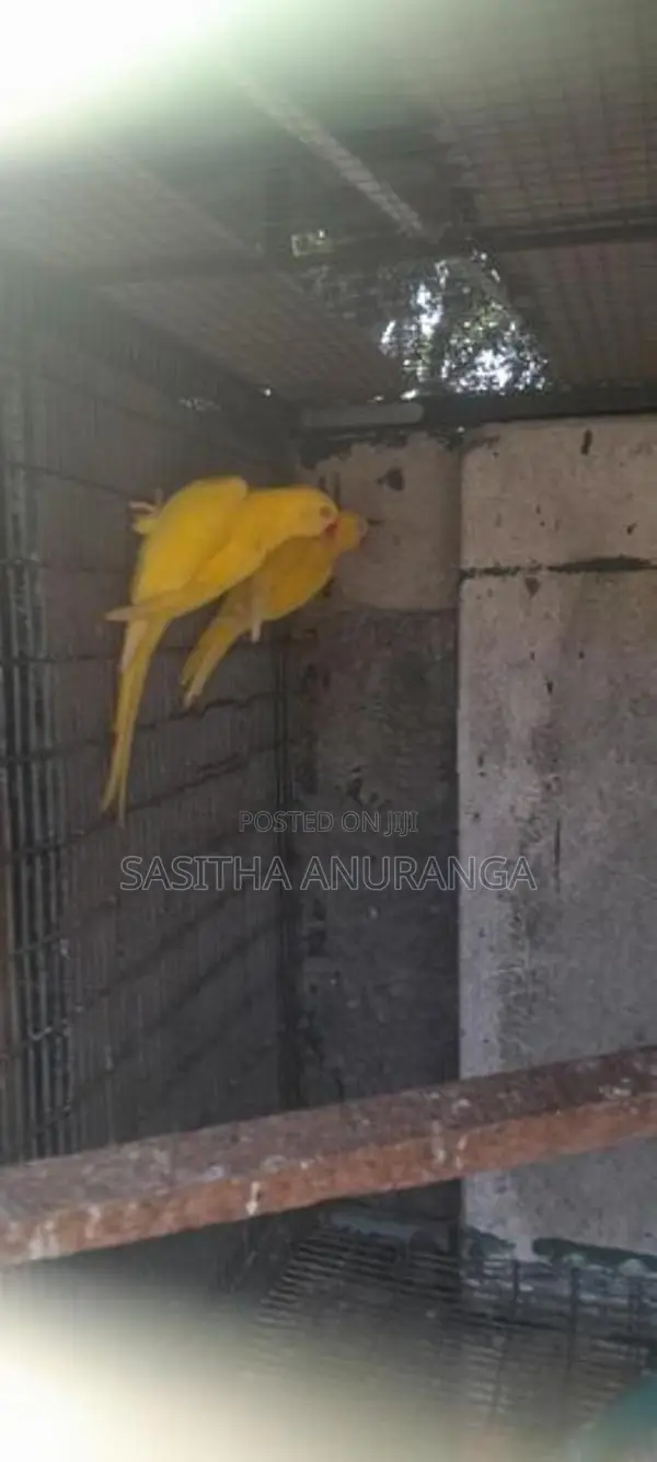 Indian Ring Neck