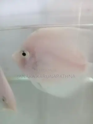 Discus Fish