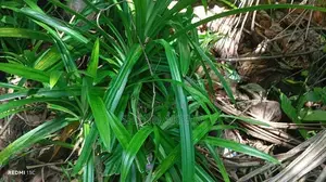 රම්පෙ පැල