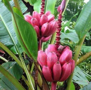 දෙවොල් රත් කෙසෙල්