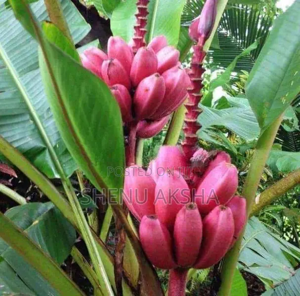 දෙවොල් රත් කෙසෙල්