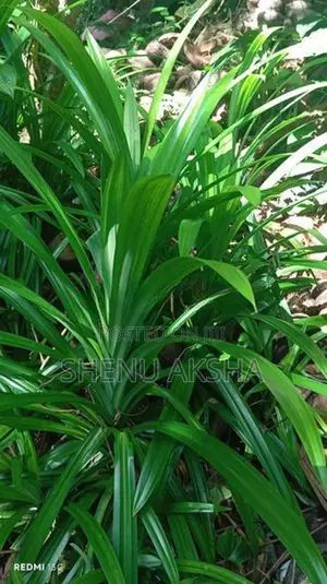 රම්පෙ පැල