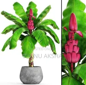 දෙවොල් රත් කෙසෙල්