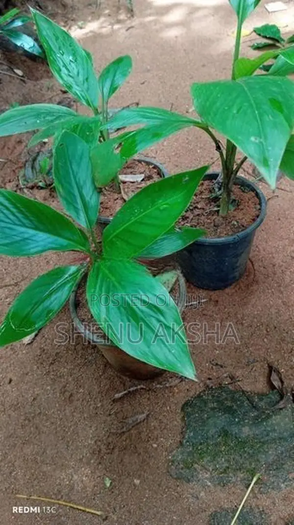 දෙවොල් රත් කෙසෙල්