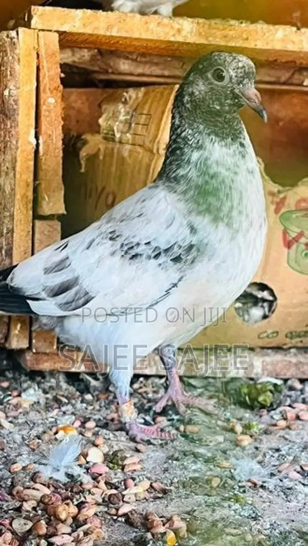 Pigeons