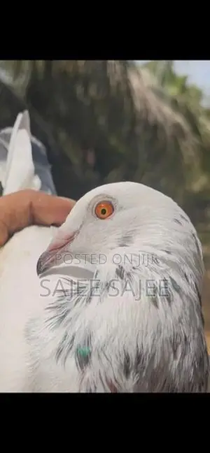 Pigeons