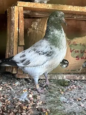 Pigeons