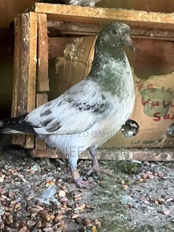Pigeons