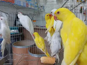 Ringneck Birds