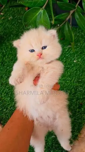 Persian Cat