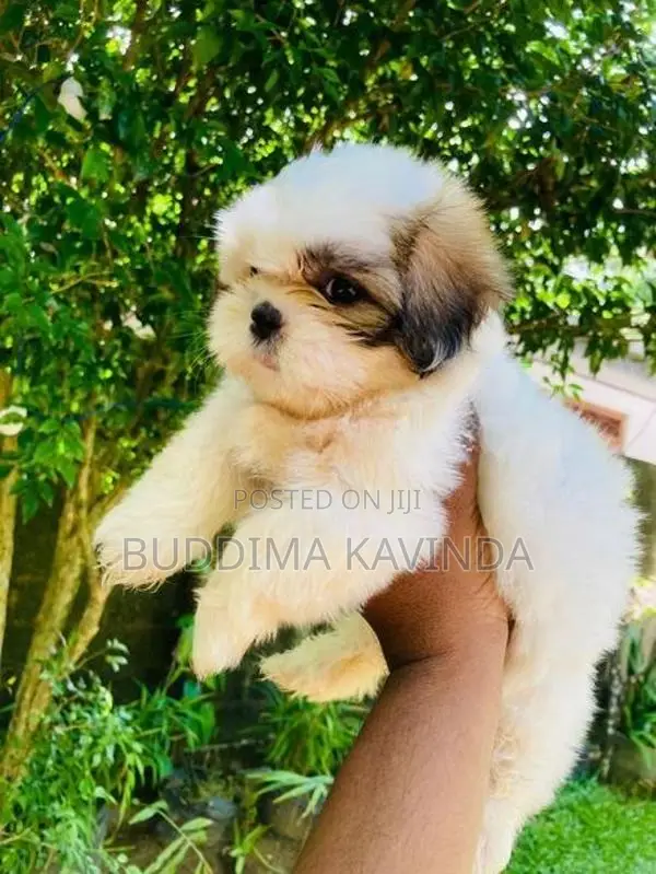 Shih Tzu Male Puppies
