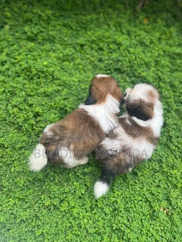 Shih Tzu Male Puppies
