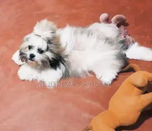 Shih Tzu Male Puppies