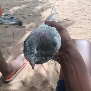pigeon