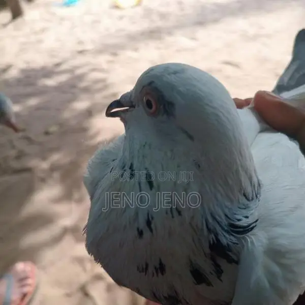 pigeon