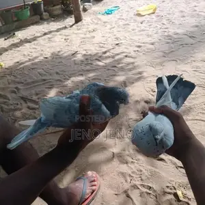 pigeon