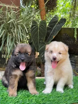 Lion Pomeranian