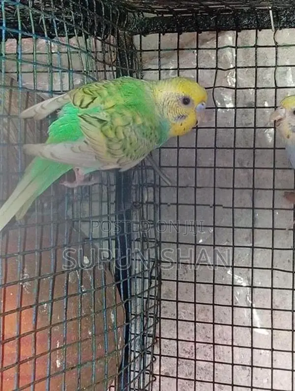 Spangel Rainbow Love Birds
