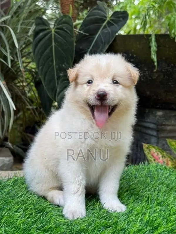Lion Pomeranian