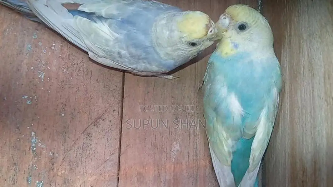 Spangel Rainbow Love Birds