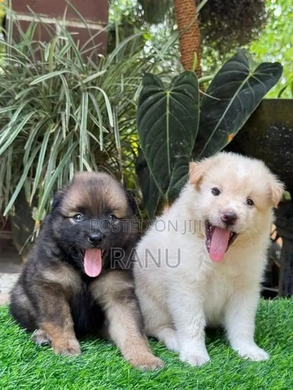 Lion Pomeranian