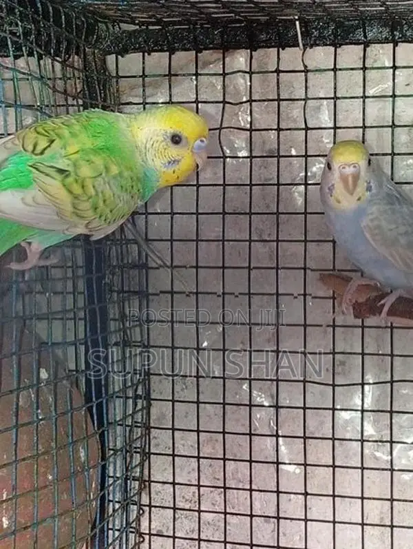 Spangel Rainbow Love Birds