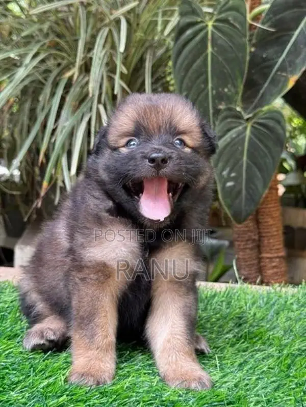 Lion Pomeranian